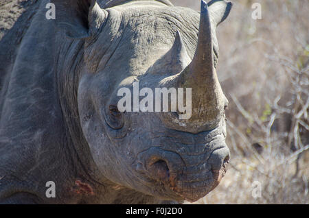 L'insaisissable et gravement menacée d'rhinocéros noir arpente le Mkhaya Game Reserve au Swaziland. Banque D'Images