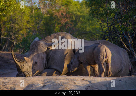 Comme le soleil commence à se coucher sur Mkhaya Game Reserve, un rhinocéros blanc repose dans la forêt comme son bébé. Banque D'Images