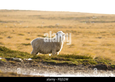 Les moutons au pâturage. Îles Falkland. Banque D'Images