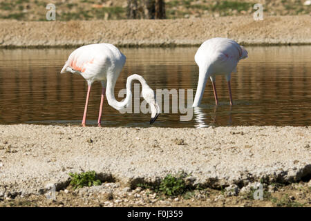 Canard, oie, spoonbill, cormoran, toucan, pelican closup, dans un lac, la photographie de la faune, mammifères, oasis de canard Banque D'Images