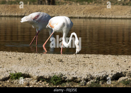 Canard, oie, spoonbill, cormoran, toucan, pelican closup, dans un lac, la photographie de la faune, mammifères, oasis de canard Banque D'Images