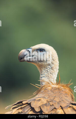 Vautour fauve (Gyps fulvus) tête portrait, Campanarios Réserve Biologique de Azaba, un rewilding Europe area, Salamanque, Castille et Leon, Espagne Banque D'Images