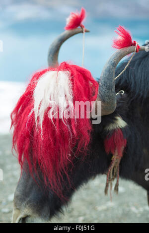 Route de l'Amitié, Yak au Lac Namtso au Tibet, Chine Banque D'Images