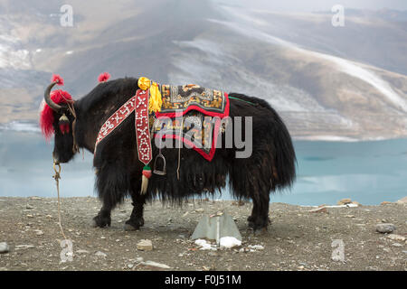 Route de l'Amitié, Yak au Lac Namtso au Tibet, Chine Banque D'Images