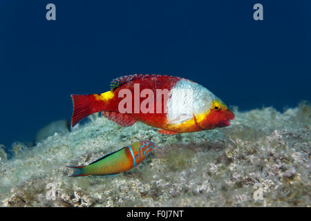 Perroquet Sparisoma cretense (Méditerranée), ornate wrasse (Thalassoma pavo), Corfou, îles Ioniennes, Mer Ionienne Banque D'Images