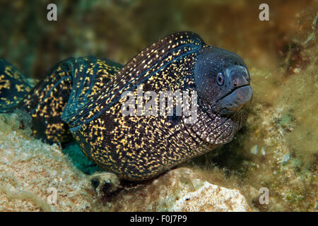 Moray méditerranéen (Muraena helena), Corfou, îles Ioniennes, Mer Ionienne, Mer Méditerranée, Grèce Banque D'Images