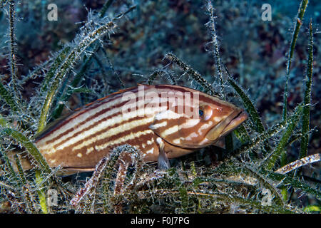 Goldblotch (Epinephelus costae), Corfou, îles Ioniennes, Mer Ionienne, Mer Méditerranée, Grèce Banque D'Images