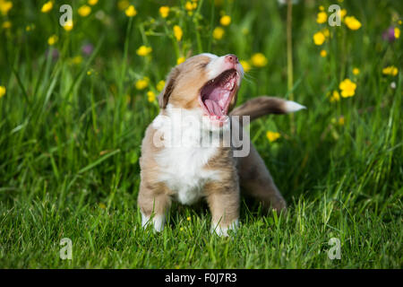 American Shepherd miniature ou Berger Australien miniature ou Mini chiot Aussie, rouge merle, debout dans la prairie de fleurs, les bâillements Banque D'Images