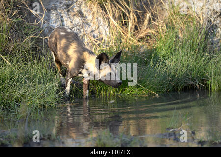 Chien sauvage d'Afrique (Lycaon pictus), Comité permanent par un point d'eau et d'alcool, Hot Spring, natural Hot spring Banque D'Images