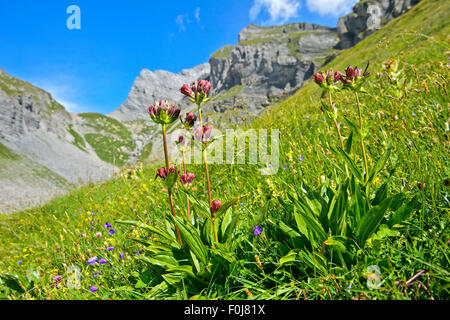 Gentiane pourpre (Gentiana purpurea), Grand Muveran, Alpes Bernoises à Ovronnaz, Canton du Valais, Suisse Banque D'Images