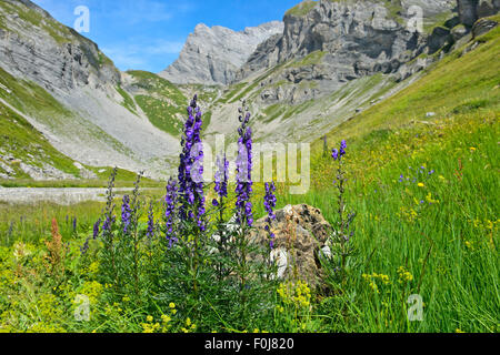 Monk's-hood (Aconitum napellus), Grand Muveran, Alpes Bernoises à Ovronnaz, Canton du Valais, Suisse Banque D'Images