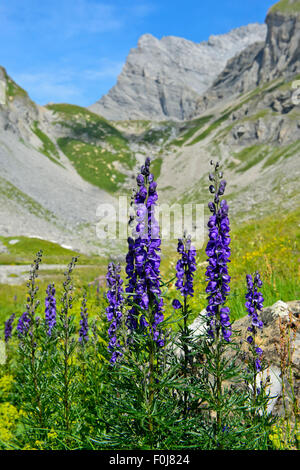 Monk's-hood (Aconitum napellus), Grand Muveran, Alpes Bernoises à Ovronnaz, Canton du Valais, Suisse Banque D'Images