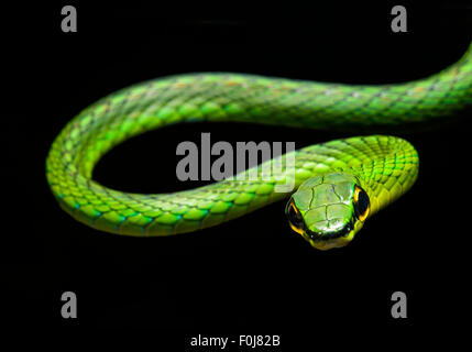 La serpent de vigne (Oxybelis brevirostris), snake (Colubridae), Chocó rainforest, Équateur