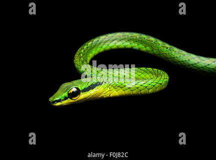 La serpent de vigne (Oxybelis brevirostris), snake (Colubridae), Chocó rainforest, Équateur Banque D'Images