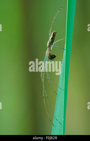Plate-long-orb weaver spider (Tetragnatha extensa) avec les proies, Hesse, Allemagne Banque D'Images