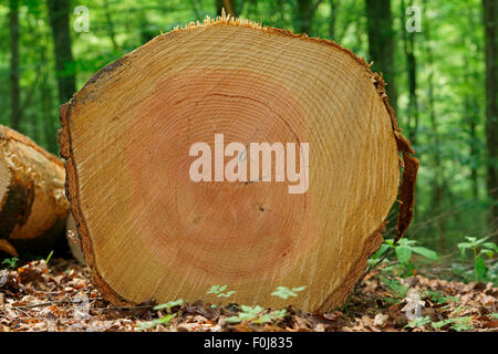 Arbre abattu, pin d'Oregon, Douglas ou Pin Douglas (Pseudotsuga menziesii), Hesse, Allemagne Banque D'Images