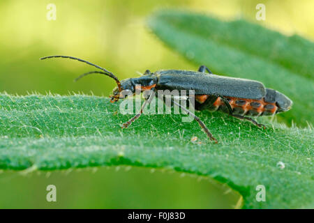 Marin rustique (coléoptère Cantharis rustica), Hesse, Allemagne Banque D'Images