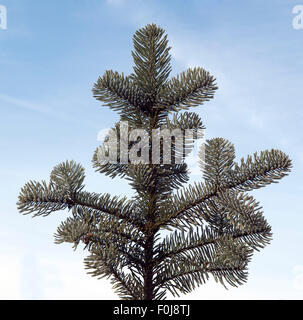 Nobilis-Tanne Edel-Tanne,, Abies, procera, nobilis, Banque D'Images