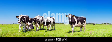 Les vaches noires et blanches dans les champs sur une journée ensoleillée dans les Pays-Bas. Banque D'Images