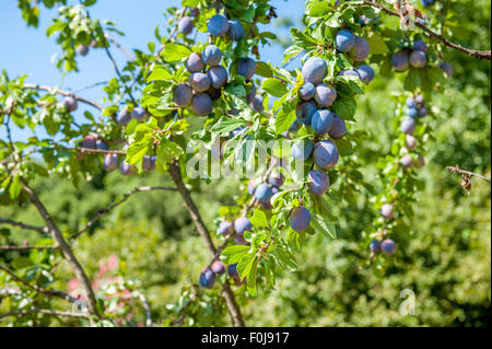 Multitude de prunes violettes sur branche d'arbre avec l'arrière-plan flou vert Banque D'Images