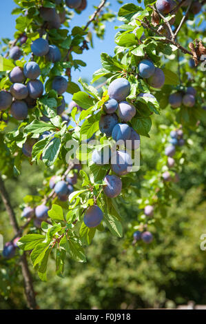 Multitude de prunes violettes sur branche d'arbre vert avec des problèmes de mise au point du cadre vertical, l'arrière-plan Banque D'Images