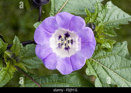 Nicandra physalodes. Shoo-fly plante fleur. Banque D'Images