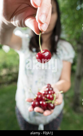 Woman picking cerises avec panier dans le jardin. Banque D'Images