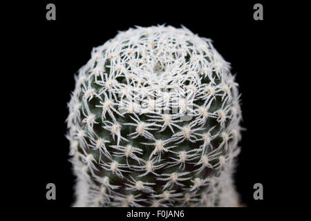 Cactus isolé sur fond noir. Langeri Sulcorebutia Banque D'Images