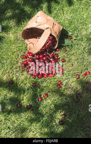 Des griottes dans panier sur pré vert. Journée ensoleillée Banque D'Images