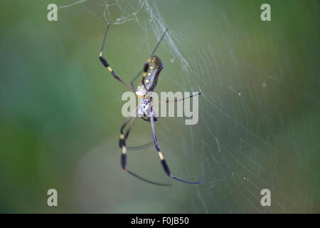 Près d'un Globe Doré araignée dans sa toile au Costa Rica. Banque D'Images
