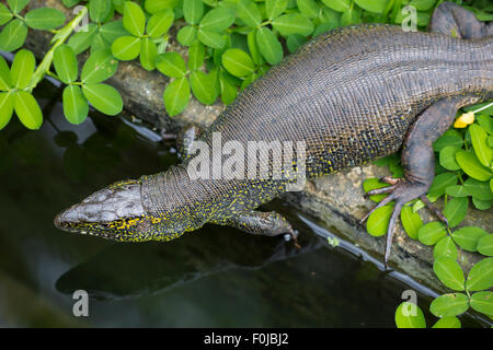 En terrarium iguane accédant à son point d'eau dans Costa Rica vu de dessus. Banque D'Images