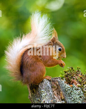 L'Écureuil roux Sciurus vulgaris Banque D'Images