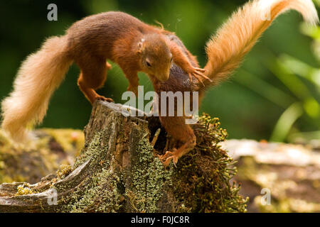 L'Écureuil roux Sciurus vulgaris deux écureuils clash Banque D'Images