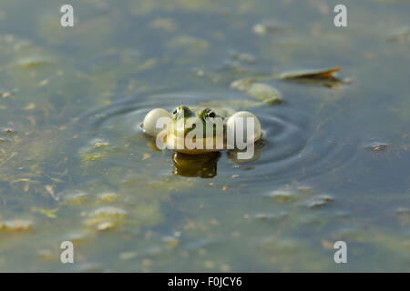 Piscine grenouille (Rana lessonae) vocalise en surface, avec des sacs vocaux gonflés le delta du Danube, Roumanie zone rewilding Banque D'Images