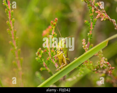 Macro d'une horizontale sauterelle verte posée sur le côté de la bruyère en fleur rose Banque D'Images