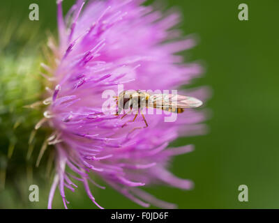 Gros plan extrême d'un hoverfly reposant sur un chardon rose sauvage Banque D'Images