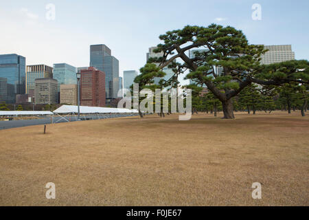 Les arbres taillés, à la recherche comme bonsaï géant, se tiennent à l'extérieur du Palais Impérial, Tokyo. Banque D'Images