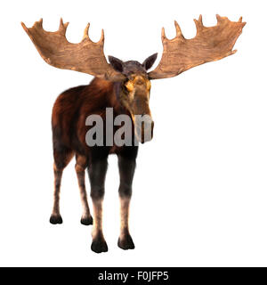 Numérique 3D render of a male moose isolé sur fond blanc Banque D'Images