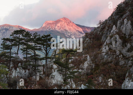 Pin noir (Pinus nigra var. bannatica), sous-espèce endémique, poussant sur une crête dans le Parc National de Valea Cernei Domogled, Baile Herculane, Caras Severin, Roumanie, octobre 2012 Banque D'Images