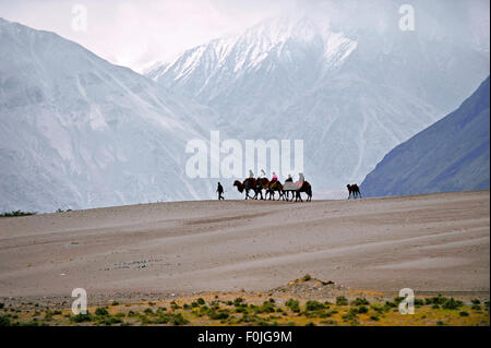 L'Inde Jammu Cachemire chameaux Ladakh trekking au Village de la vallée de Nubra Banque D'Images