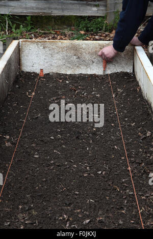 Pregerminated la plantation de graines de panais à l'étape 2 Note sur le lit à l'aide d'une ligne jardin Banque D'Images