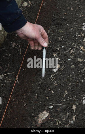 Pregerminated la plantation de graines de panais Étape 5 Vérifier la température du sol est supérieure à 8°C. Banque D'Images