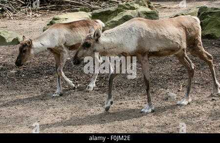 Forêt d'eurasie ou finlandais renne (Rangifer tarandus fennicus) Banque D'Images