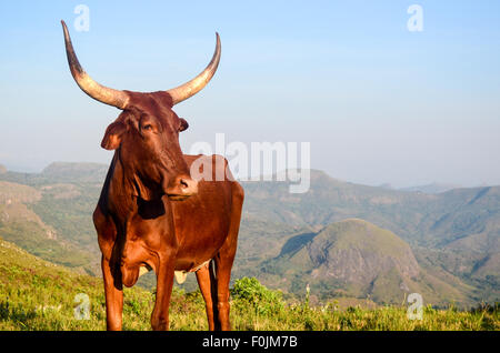 Les vaches sur le haut de la colline Sagba, sur la rocade de Bamenda, Cameroun Banque D'Images