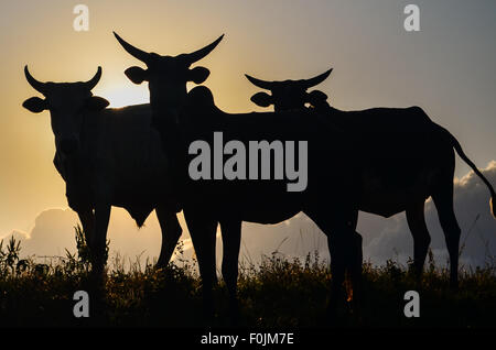 Les vaches sur le haut de la colline Sagba, sur la rocade de Bamenda, Cameroun Banque D'Images