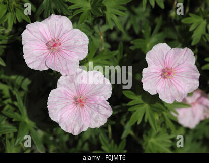 Geranium sanguineum striatum var close up of flower Banque D'Images