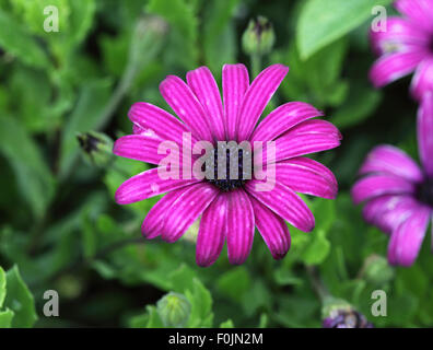 Osteospermum 'Nairobi Purple' close up of flower Banque D'Images