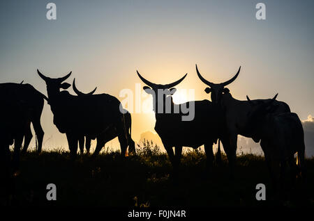 Les vaches sur le haut de la colline Sagba, sur la rocade de Bamenda, Cameroun Banque D'Images