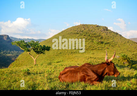 Les vaches sur le haut de la colline Sagba, sur la rocade de Bamenda, Cameroun Banque D'Images