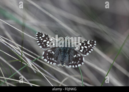 MalvaecAt Grizzled skipper Pyrgus reste parmi les graminées Banque D'Images